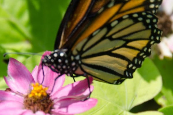 Butterfly Tent