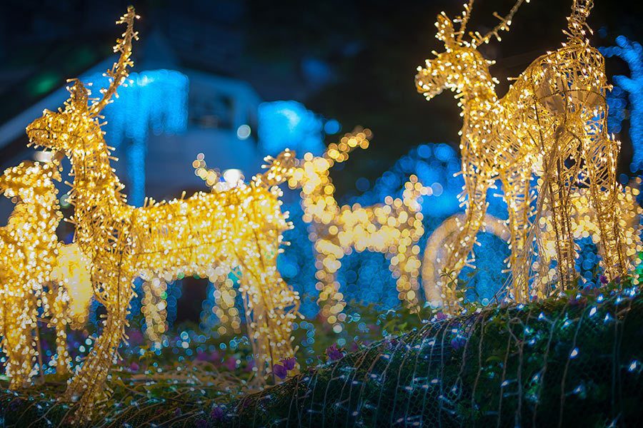 Holiday Lights Spectacular | Turtle Back Zoo