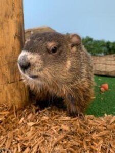 watch live groundhog day 2025