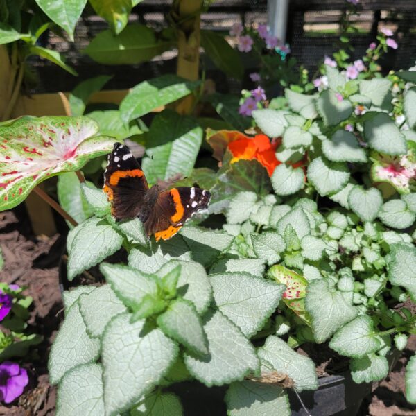 Butterfly Tent