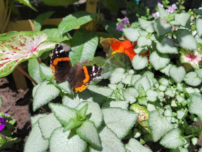 Butterfly Tent