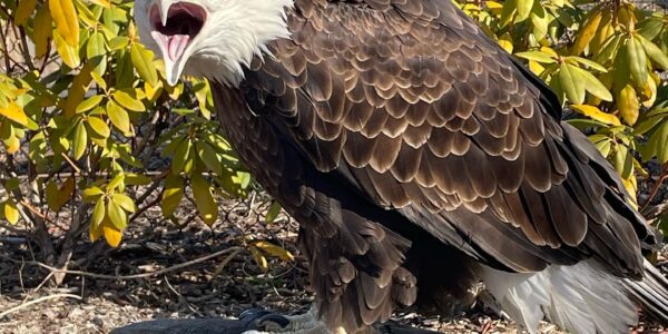 Bald Eagle