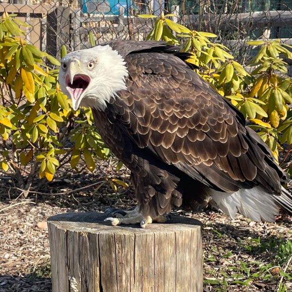 Bald Eagle