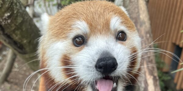 Red Panda