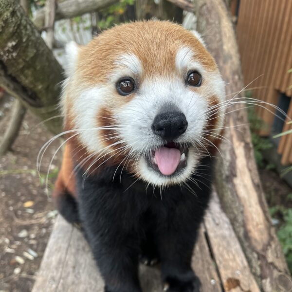 Red Panda