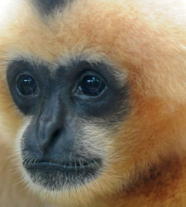 White-cheeked gibbon