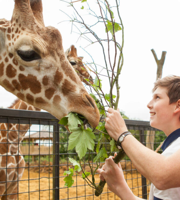 Giraffe Feed