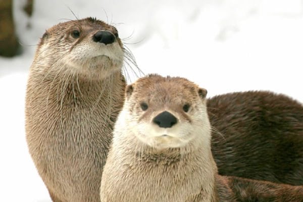 North American River Otter