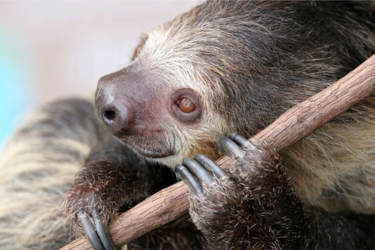 Sloth Social