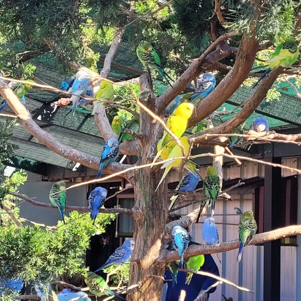 Budgerigar