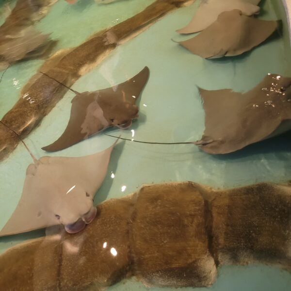 Sting Ray Feed