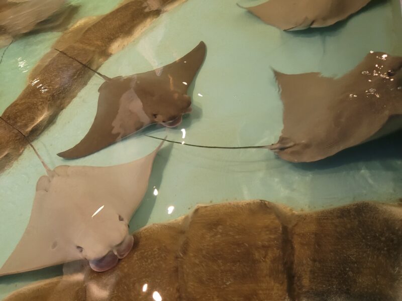 Sting Ray Feed