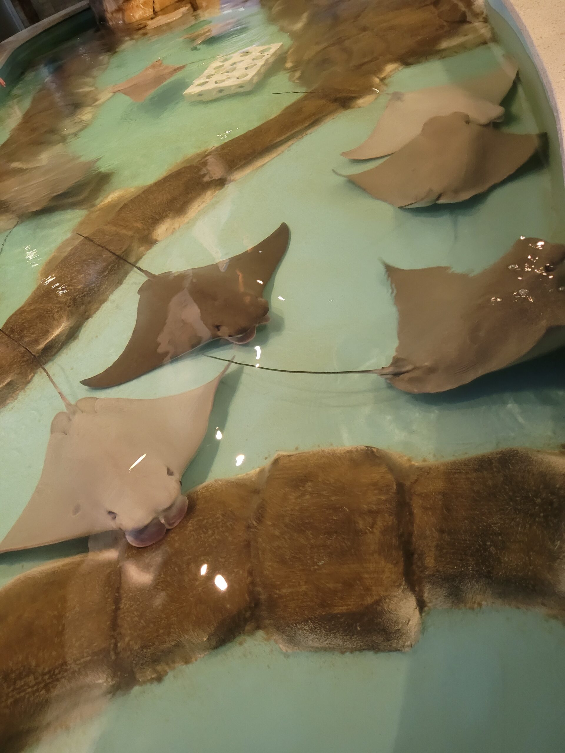 Sting Ray Feed