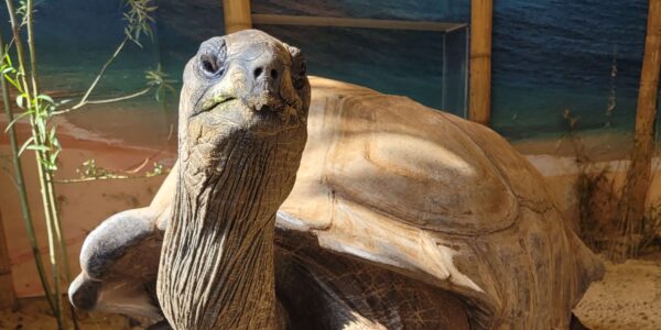 Aldabra Tortoise