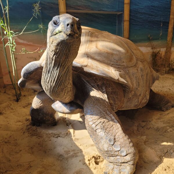 Aldabra Tortoise