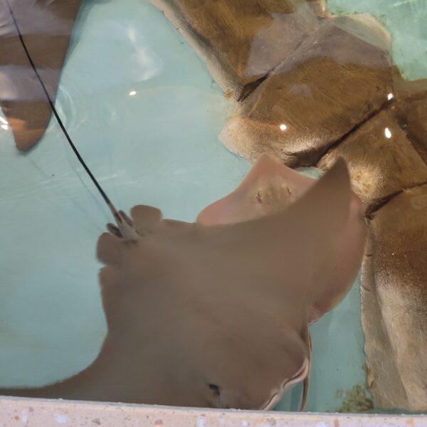 Cownose Ray