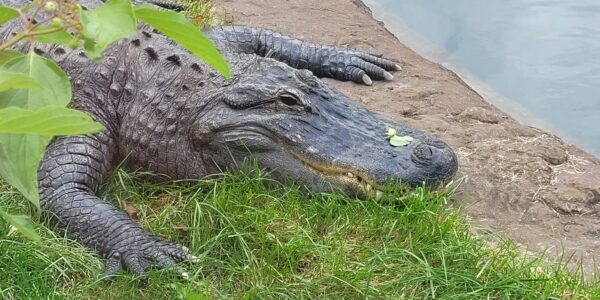 American Alligator