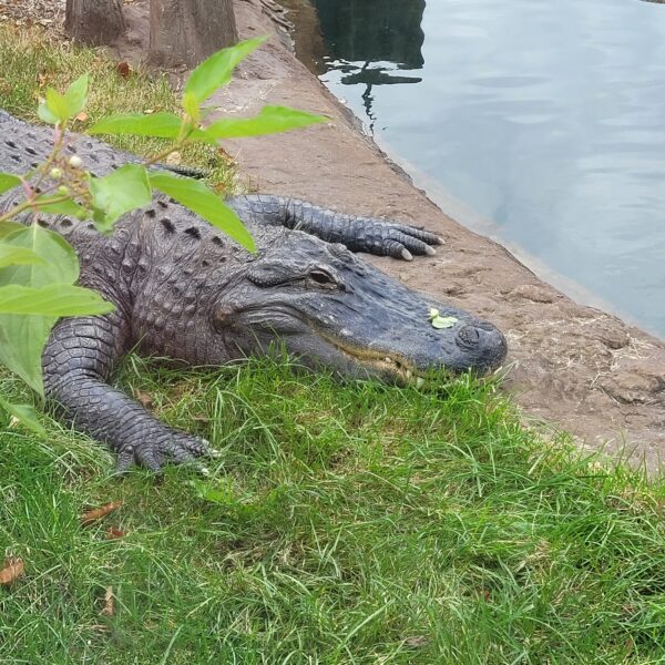 American Alligator