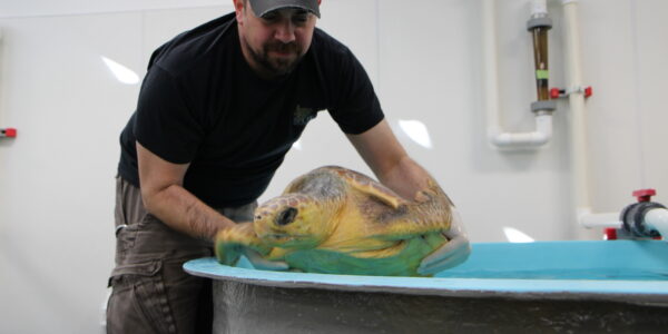 Sea Turtle Recovery