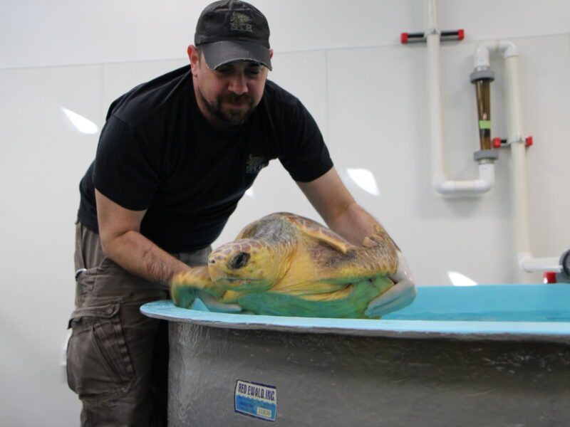 Sea Turtle Recovery