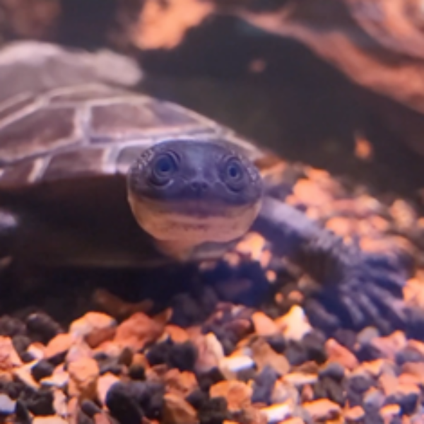 Rote Island Snake-necked turtle