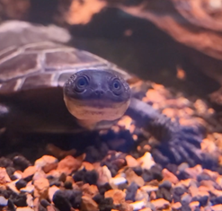 Rote Island Snake-necked turtle