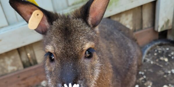 Bennett’s Wallaby