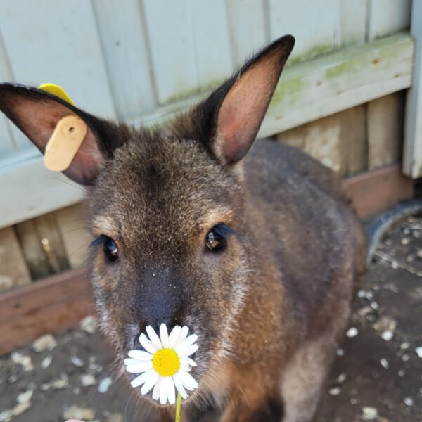 Bennett’s Wallaby