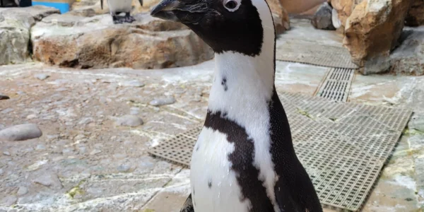 African Penguins