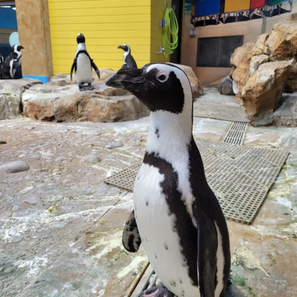 African Penguins