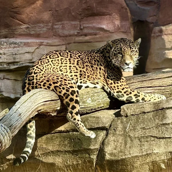 Jaguars